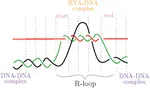 Combinatorics and Knot Theory for RNA-DNA Complexes II